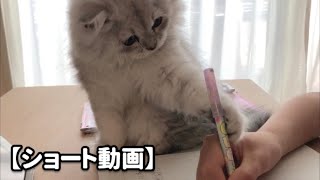 The kitten gets in the way of writing (Moln the Siberian Cat)