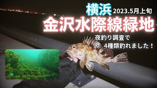 横浜 金沢水際線緑地 南側 旧福浦 夜釣り調査してみたら…～水中映像～