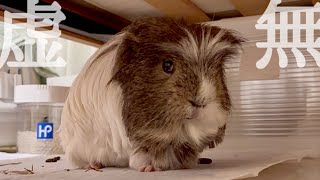 ぜつぼう理髪店💈 【モルモット】Guinea pig haircut