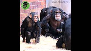 Annoyed Protective Mother Chimp #shorts #babyanimals