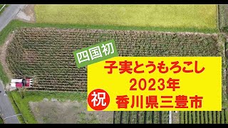 子実とうもろこし収穫 2023年 香川県三豊市　＃子実とうもろこし ＃YH700 ＃コーンヘッダー