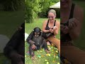 chimpanzee birthday party!