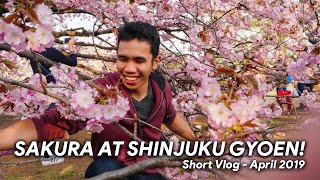 Sakura at Shinjuku Gyoen National Garden! | 2019 | Japan Vlog