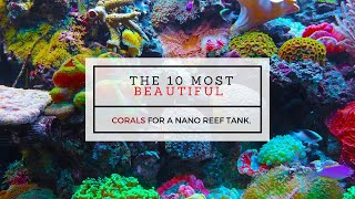 The 10 most beautiful corals for a nano reef tank