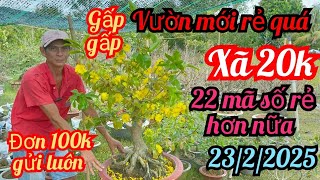 23/2/2025☎️0763626054 Nhựt 👉vườn mới rẻ quá xã gấp 20k 1 cây đơn 100 gửi hàng mã số gốc to rẻ