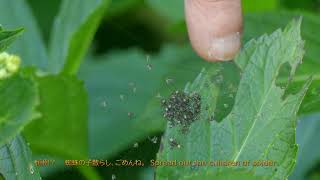 里山散歩　梅雨入り、そして雨を待つ　　2020. 6. 12.　（4K）