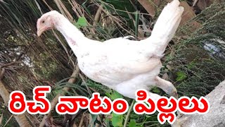 భీమవరం రిచ్ వాటం పిల్లలు #90320 75782 #khrfarms