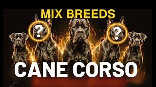 Top 5 Cane Corso Mix Breeds | Hybrid Dog Breeds