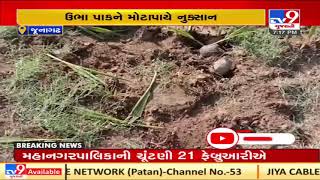 Boar Menace; farmers face huge loss of crops destroyed by boars in Mangrol, Junagadh| TV9News