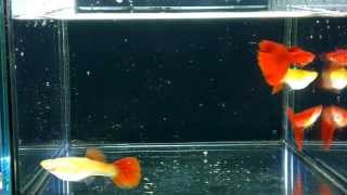 GUPPY 孔雀魚坊 ~ 全紅白子 RREA Full Red