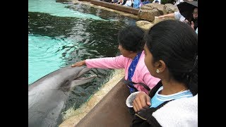 Dolphin show,Sea world, Sandiego,USA/டால்பின் ஷோ