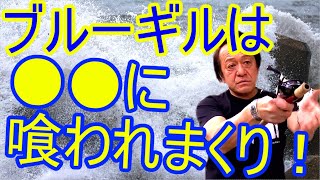 【村田基】ブルーギルが減ってる気がします…原因はアイツだった！