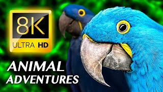HAYVAN MACERASI: Muhteşem Hayvan Krallığı 8K VİDEO ULTRA HD #8K