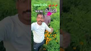 #જય#જવાન#કિસાન 🌶️🌶️🤪🤪🌱🌱🌶️🌶️#love