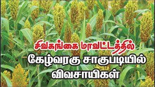 சிவகங்கை மாவட்டத்தில் கேழ்வரகு சாகுபடியில் விவசாயிகள்