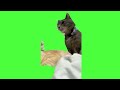 pained angry cat meme green screen　　怒ったネコ gb 素材　　 catmemes　 猫ミーム　 newmemeprojects　　cat meme