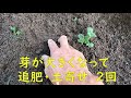 秋じゃが定植　芽出し育苗　目指せ100品目　邑南町　駒川農園　21.8.28