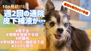 10ヶ月間続けた週2回の通院皮下補液からの検査結果です。#チワワ #老犬 #慢性腎臓病