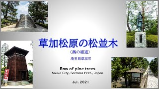 草加松原の松並木（奥の細道）/  Row of pine treesSouka City, Saitama Pref., Japan, Jul. 2021