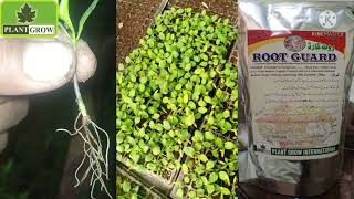 Vegetables Seedlings with Root Guard / Trichoderma