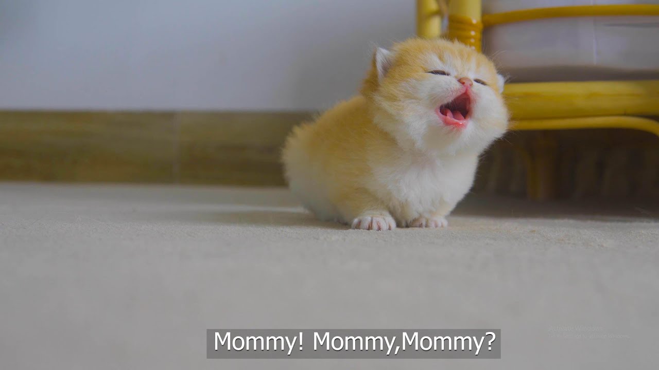 Tiny Kitten Pudding Is Crying To Find Mother Cat - YouTube