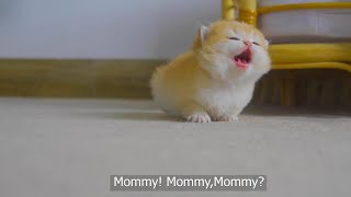Tiny Kitten Pudding is crying to find mother cat