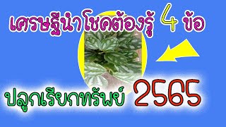 ไม้มงคลเรียกทรัพย์2565!!!!ความลับต้นเศรฐีนำโชค  ปลูกเรียกทรัพย์ *2เท่า2565ต้องรู้4ข้อ