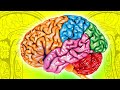 The Brain Parts Every Biology Student Needs to Know