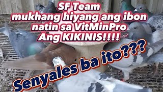 Mukhang hiyang ang ibon natin sa #VITMINPRO Ang Kikinis!!! Senyales ba ito??? #kalapati #pigeon