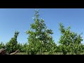 pruning oaks