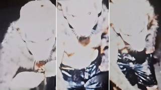 REAL Cryptids Caught Clearly On Camera