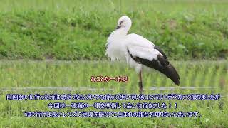 20240519　続・コウノトリに会いに行く