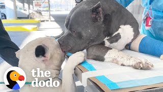Pitties Who Lost Their Dad Do a Magical Thing When Meeting Their New Family | The Dodo Pittie Nation