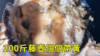 [Collection of Fierce Goods] Xiao Yu drove to the sea and beat 200kg of barnacles. All of them were