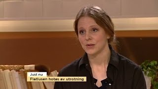 Hon vill rädda flatlusen från utrotning - Nyhetsmorgon (TV4)