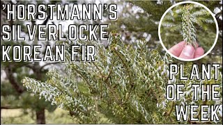 Horstmann's Silverlocke Korean Fir - Abies Koreana \