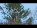 scared hawk owl in the primeval forest