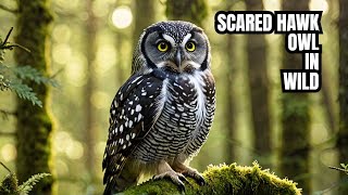 Scared! Hawk Owl In The Primeval Forest