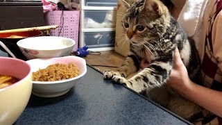 朝ごはんを食べてたらしっかり見学しに来てしまった猫ｗ