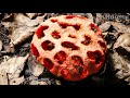 Timelapse of the fruiting body of a cage stink horn fungus opening