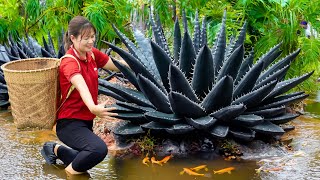 Daily Life | Harvest Black Aloe Vera Go to Sell - How to prepare aloe vera to eat without itching