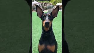 Doberman ear standing without cropping