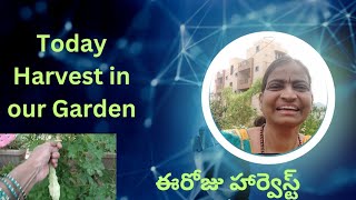 Today Harvest in our garden. ఈరోజు హార్వెస్ట్ ఏంటో చూడండి 🍆🌶️#gardening #organic