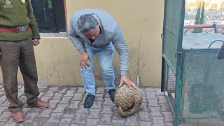 Rare Indian Pangolin rescued near LoC in J\u0026K's Rajouri