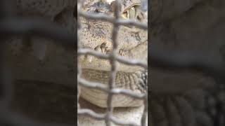 泳ぐ恋★メガネカイマン★時之流レニ・Spectacled_caiman・・・沖縄こどもの国・Okinawa Zoo \u0026 Museum(20210425)