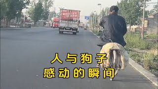 小狗的爱永远热恋与真诚