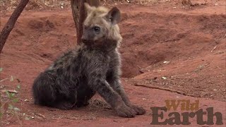 WildEarth - Sunset - 01 September 2021