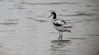 Avocet