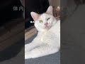 猫からいい匂いがする理由3つ🐱 猫 猫のいる暮らし＃猫動画 ＃猫のいる生活＃ねこ＃猫好きさんと繋がりたい ＃cat 猫好き＃ねこ動画 ＃ねこのいる生活＃ねこ部 ねこのいる暮らし