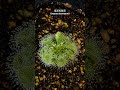 寬葉毛氈苔 drosera burmannii